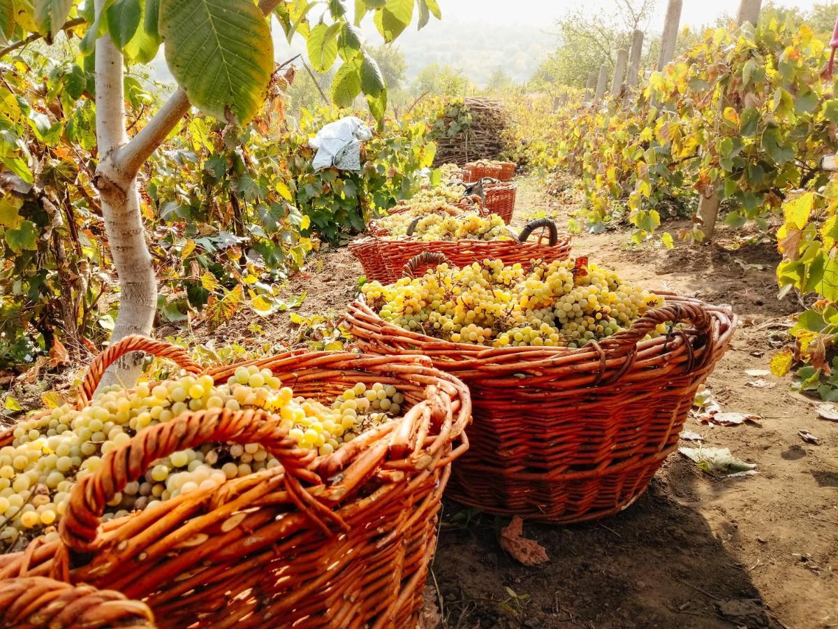 Podere Fichereto Tuscany Apartment In Florence Countryside Scandicci Ngoại thất bức ảnh